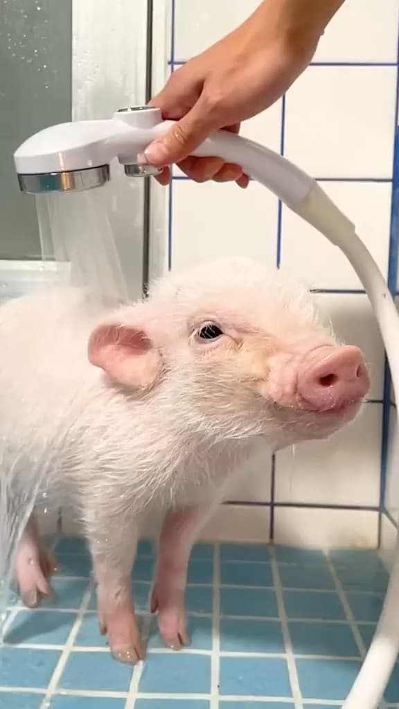 carousel-placeholder