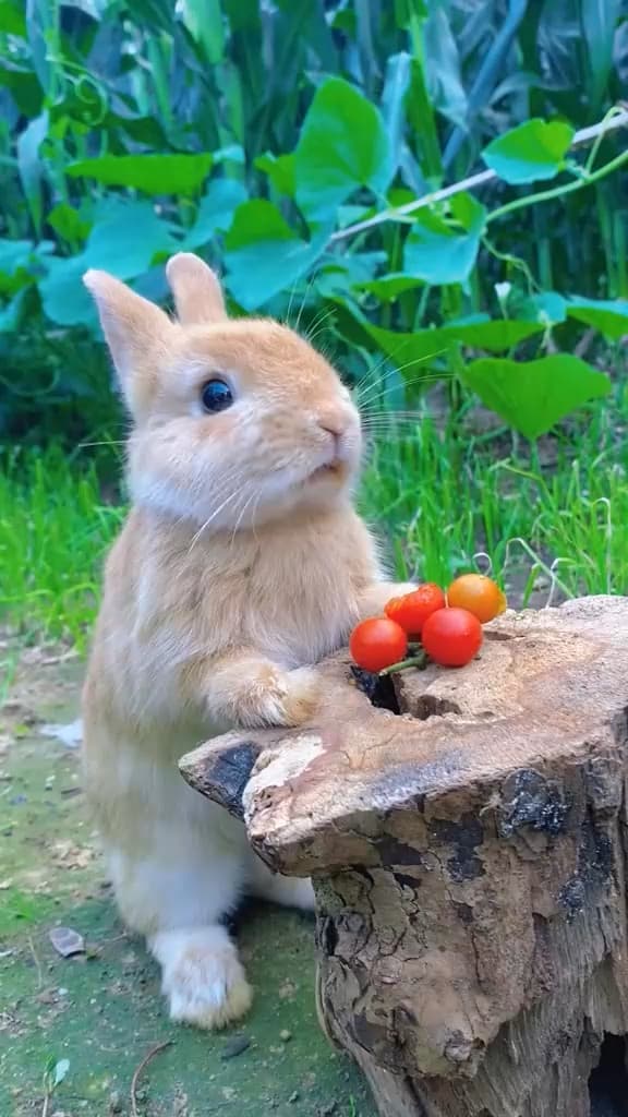 carousel-placeholder